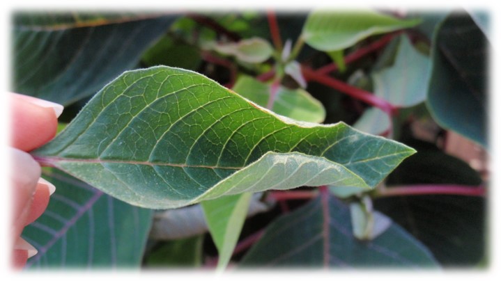 Poinsettia with chilling injury